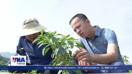 Nật Sơn xây dựng chuỗi liên kết trong sản xuất nông nghiệp