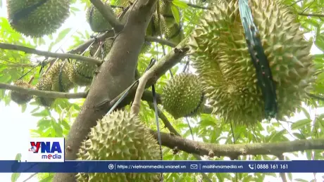 Xuất khẩu rau quả tăng trưởng mạnh