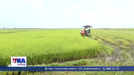 Quảng Trị khẩn trương thu hoạch lúa trước bão số 9