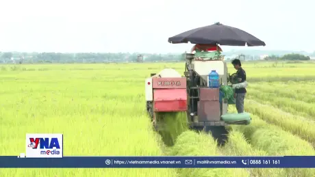 Quảng Trị hạn chế ruộng bỏ hoang nhờ liên kết sản xuất