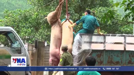 Đồng Nai ghi nhận gần 5.700 con lợn mắc dịch tả lợn châu Phi