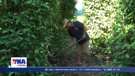 Nông dân vùng biên Đồng Nai bám trụ với cây tiêu