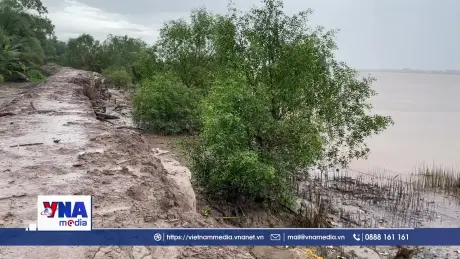  Nhiều tuyến đê bao ven sông Cổ Chiên bị sạt lở nghiêm trọng