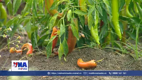 Tốn thất hàng tỷ USD mỗi năm do bảo quản sau thu hoạch yếu kém