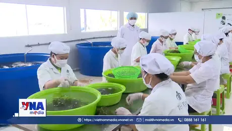 Người trồng rong nho tiên phong đưa sản phẩm Việt vươn ra xuất khẩu