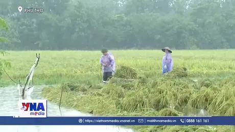 Phú Thọ khẩn trương bơm tiêu úng bảo vệ sản xuất nông nghiệp