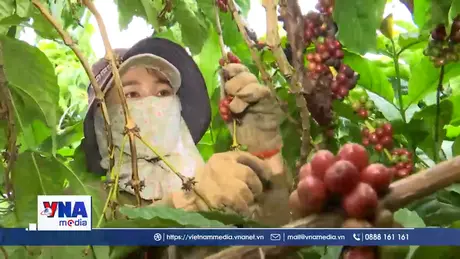 Dấu ấn Việt Nam trên bản đồ cà phê thế giới