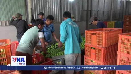  Liên kết hợp tác, hướng đi bền vững cho nông sản Vĩnh Long