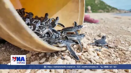 Vườn quốc gia Núi Chúa cứu hộ, thả hơn 1.300 rùa con về biển