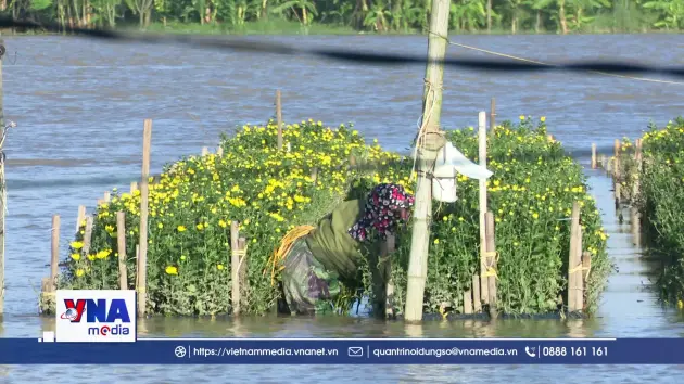 Vùng trồng hoa của Ninh Bình thiệt hại nặng nề sau bão