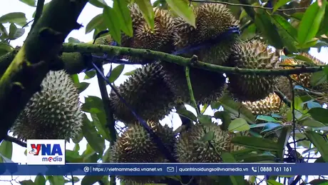 Cây làm giàu trên vùng đất khó