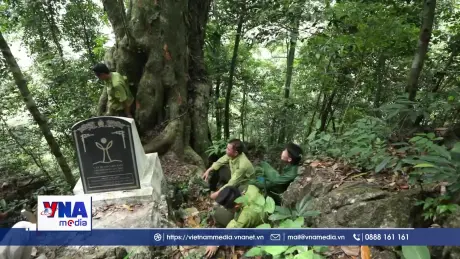 “Kho vàng nghiến” và những người giữ rừng bằng trái tim