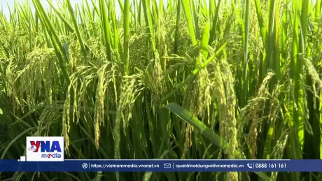 Gieo hạt giống cho những mùa vàng bội thu 