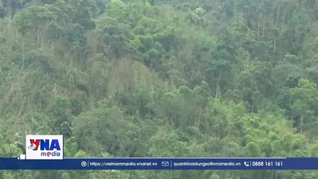 Các rừng nứa vầu ở Thanh Hóa đang phục hồi tự nhiên