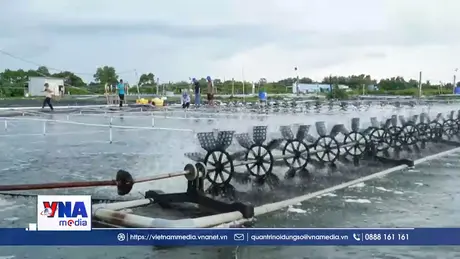 Ngành tôm Cà Mau trên hành trình phát triển “xanh”