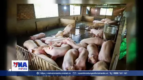 Siết chặt phòng dịch tả lợn Châu Phi tại TP. Hồ Chí Minh