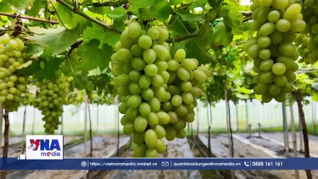 Khánh Hòa đẩy mạnh ứng dụng khoa học - kỹ thuật trong trồng nho