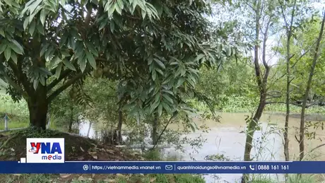 Chủ động ứng phó triều cường, bảo vệ vùng chuyên canh sầu riêng