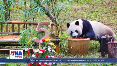 “Quốc bảo gấu trúc” Qin Hua của Trung Quốc mừng sinh nhật 5 tuổi