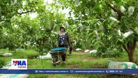 Hiệu quả từ các mô hình kinh tế tập thể ở Ninh Bình