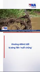 Khoảng 600m2 đất bị sông Tiền “nuốt chửng”