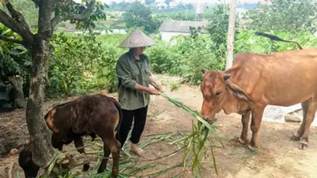 Từ chính sách đến cuộc sống: Bắc Ninh thực hiện thắng lợi mục tiêu an sinh