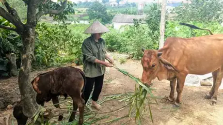 Từ chính sách đến cuộc sống: Bắc Ninh thực hiện thắng lợi mục tiêu an sinh