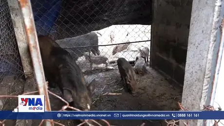 Chống dịch tả lợn Châu Phi, cúm gia cầm bằng an toàn sinh học