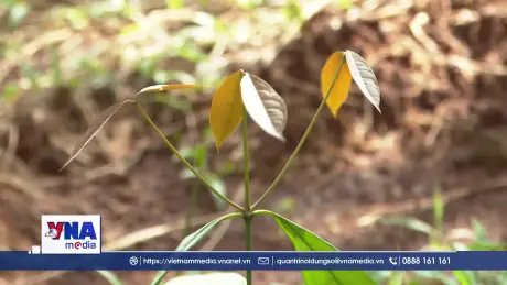 Đặc sản cây rau nhíp rừng mang lại hiệu quả kinh tế