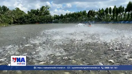 Cá rô phi Việt Nam sẽ thành ngành hàng xuất khẩu chiến lược