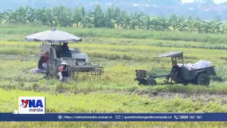 Bắc Ninh gấp rút cứu cây, dựng mùa vàng mới sau bão lũ