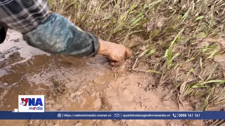 Ninh Bình nỗ lực khôi phục làng hoa, cây cảnh sau mưa bão