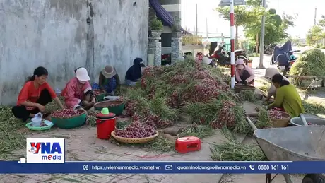Vốn chính sách giúp cư dân đảo tiền tiêu Lý Sơn thoát nghèo