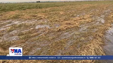 Nhọc nhằn vụ Hè Thu vì bão lũ