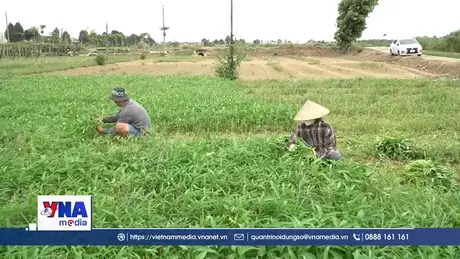 Nông dân Quảng Ngãi tranh thủ thu hoạch rau tránh thiệt hại do mưa lớn