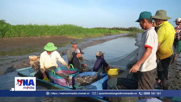 Tìm đầu ra ổn định cho tôm càng xanh An Giang
