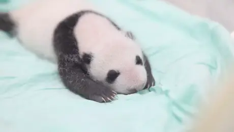 Gấu trúc khổng lồ - Sự sống nảy mầm giữa rừng xanh