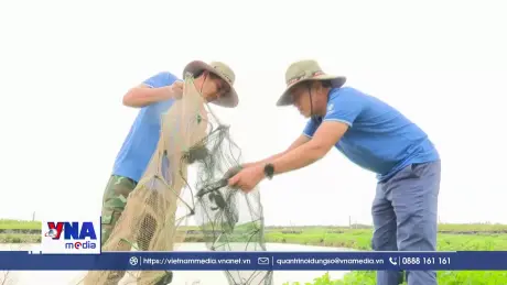 Nhiều triển vọng từ nuôi Cà Ra ở Hưng Yên