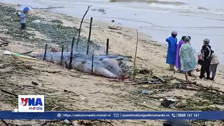 Cá Ông trôi dạt vào bờ biển Đà Nẵng