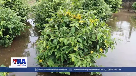 Nhiều diện tích cây trồng ở TP.HCM bị thiệt hại do úng ngập