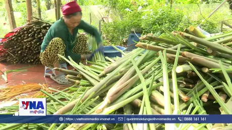 Nông dân Hưng Yên phấn khởi được mùa niễng
