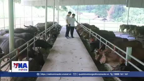 Làm giàu từ nuôi trâu, bò vỗ béo