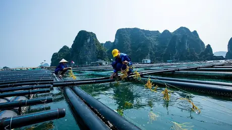 Quảng Ninh quy hoạch vùng nuôi biển hướng tới phát triển thủy sản bền vững
