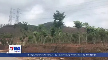 Hải Phòng nỗ lực khôi phục diện tích bao phủ rừng