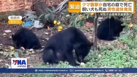 Phát hiện thi thể một phụ nữ nghi bị gấu tấn công trên núi