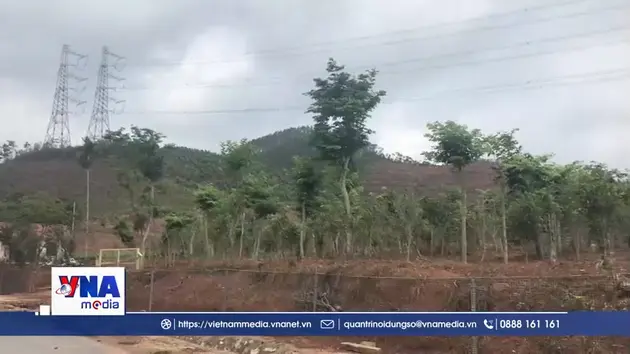 Hải Phòng nỗ lực khôi phục diện tích bao phủ rừng