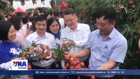 Hải Dương có 16 mã số cơ sở đóng gói vải phục vụ xuất khẩu