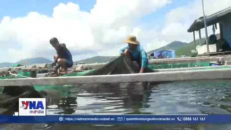 Ngư dân khẩn trương thu hoạch tôm hùm