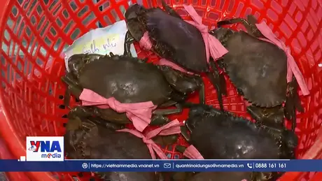 Ngành Cua Cà Mau khẳng định vị thế tiến tới đa dạng hoá các thị trường