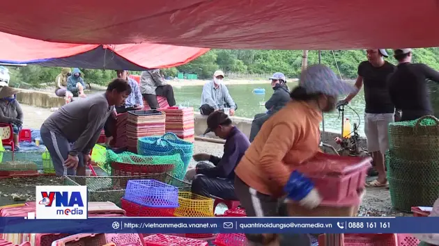 Ngư dân Đắk Lắk khẩn trương thu hoạch tôm hùm tránh bão